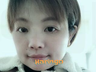Haringo