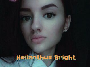 Helianthus_Bright