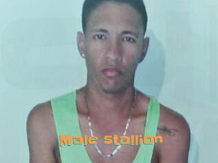 Male_stallion