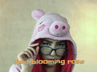 Red_blooming_rose